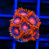 Bam Bam Zoanthids Coral