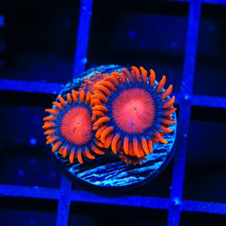 Bam Bam Zoanthids Coral