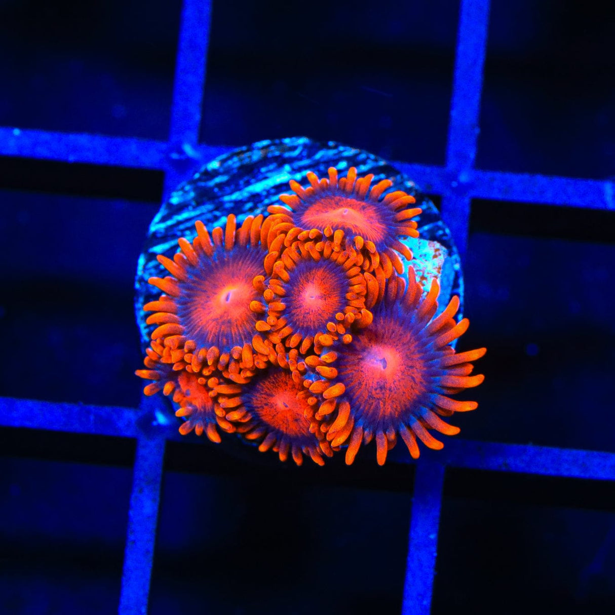 Bam Bam Zoanthids Coral