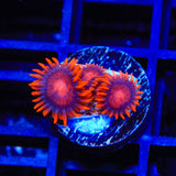 Bam Bam Zoanthids Coral