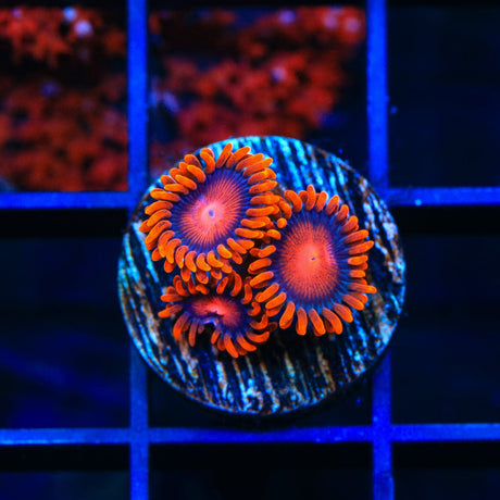Bam Bam Zoanthids Coral