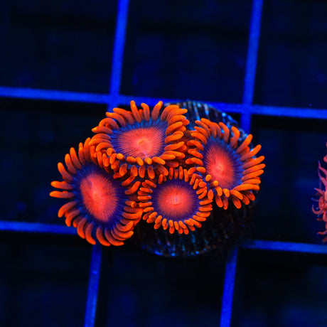 Bam Bam Zoanthids Coral