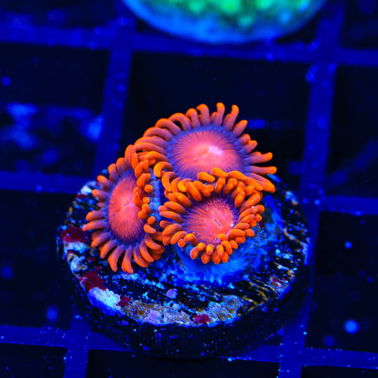 Bam Bam Zoanthids Coral
