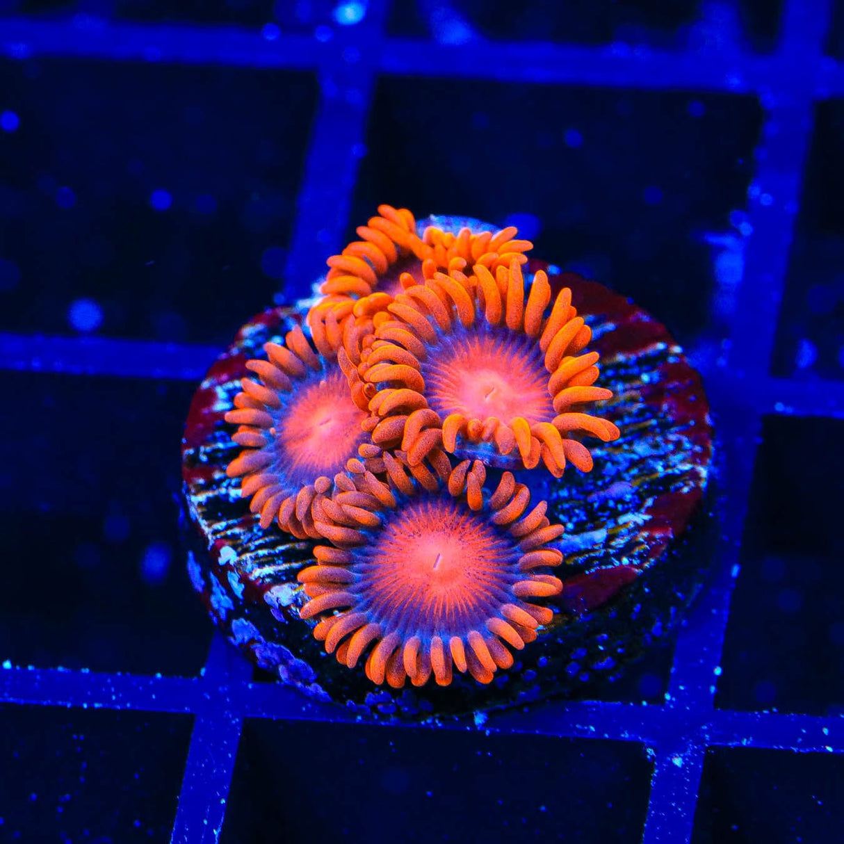 Bam Bam Zoanthids Coral