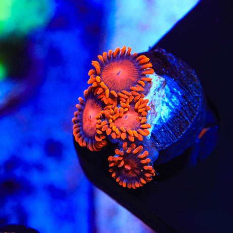 Bam Bam Zoanthids Coral