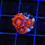 Bam Bam Zoanthids Coral