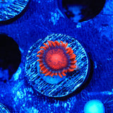 Bam Bam Zoanthids Coral