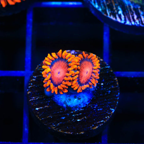 Bam Bam Zoanthids Coral