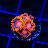 Bam Bam Zoanthids Coral