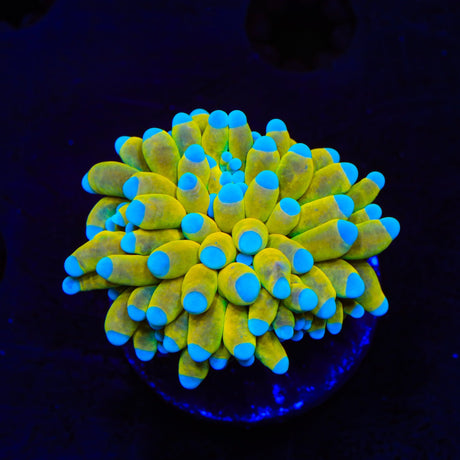 Banana Boat Torch Coral