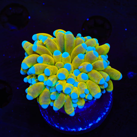 Banana Boat Torch Coral