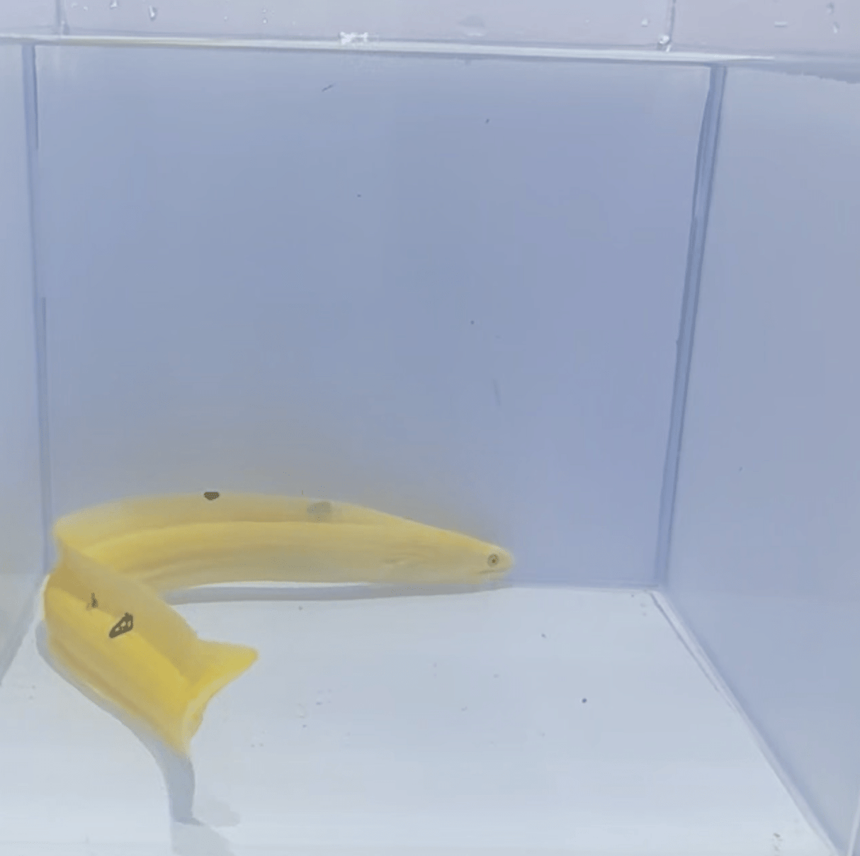 Banana Eel Fish