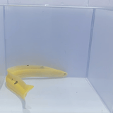 Banana Eel Fish