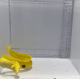 Banana Eel Fish