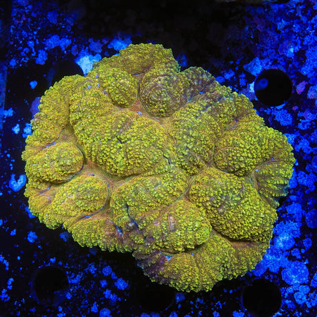 Banana Lobophyllia Coral
