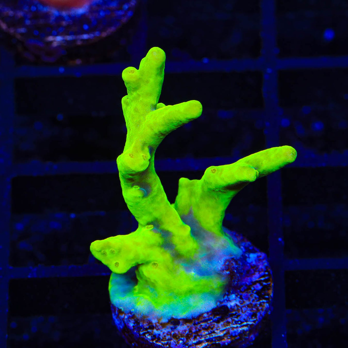 Banana Lokani Acropora Coral