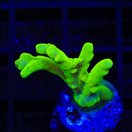 Banana Lokani Acropora Coral