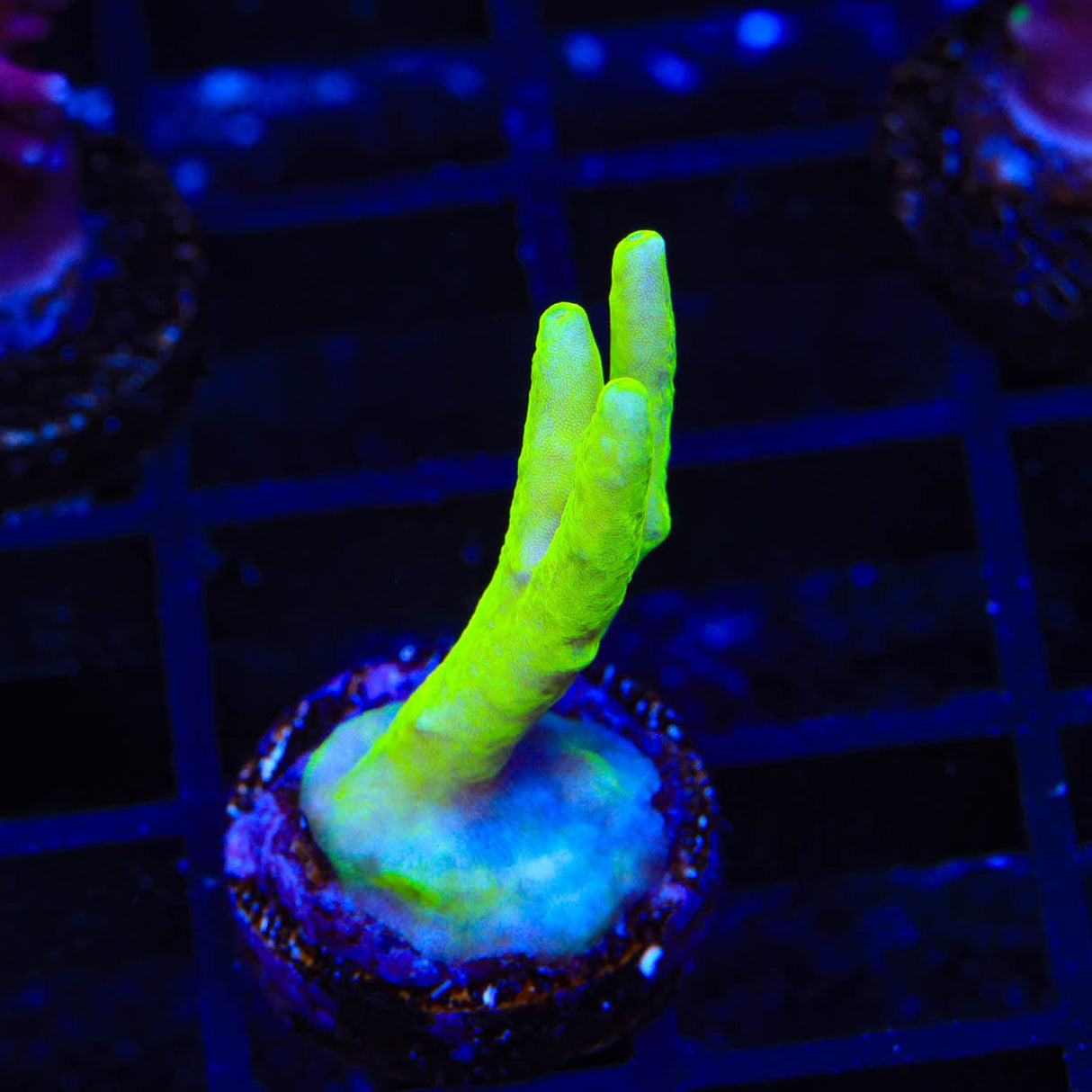 Banana Lokani Acropora Coral