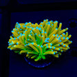 Banana Torch Coral