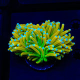 Banana Torch Coral