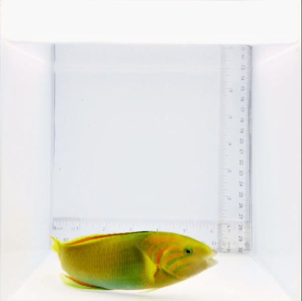 Banana Wrasse Fish