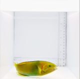 Banana Wrasse Fish
