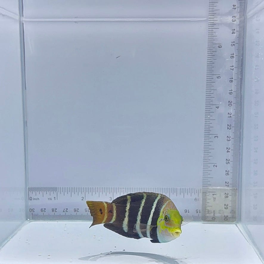 Banded Wrasse (Notolabrus fucicola)