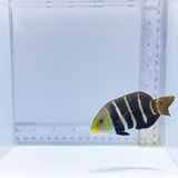 Banded Wrasse (Notolabrus fucicola)