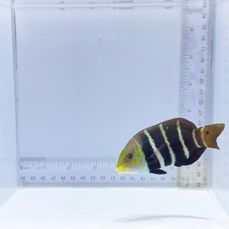 Banded Wrasse (Notolabrus fucicola)