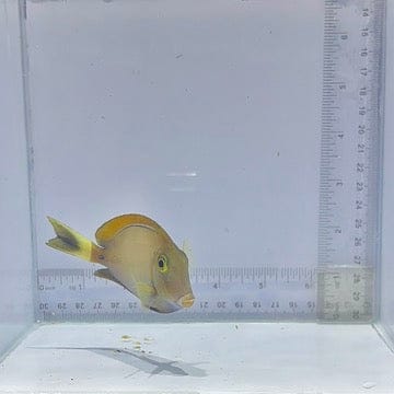 Bariene Tang (Acanthurus bariene)