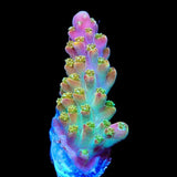 BC Bubble Bath Unicorn Acropora Coral