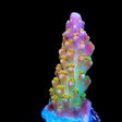 BC Bubble Bath Unicorn Acropora Coral