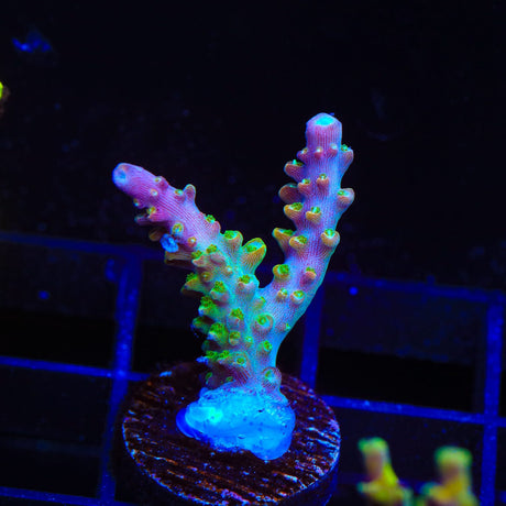 BC Bubblebath Unicorn Acropora Coral
