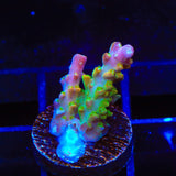 BC Bubblebath Unicorn Acropora Coral