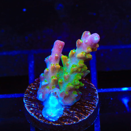BC Bubblebath Unicorn Acropora Coral