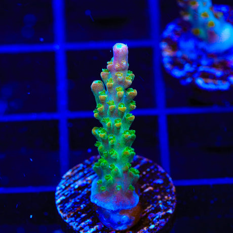 BC Bubblebath Unicorn Acropora Coral