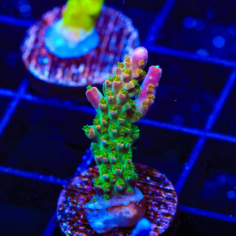BC Bubblebath Unicorn Acropora Coral
