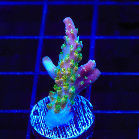 BC Bubblebath Unicorn Acropora Coral