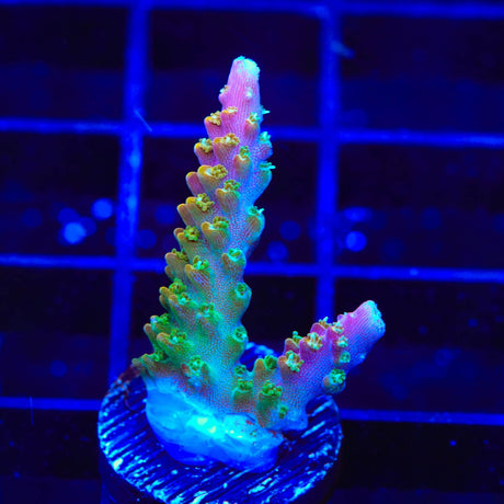 BC Bubblebath Unicorn Acropora Coral