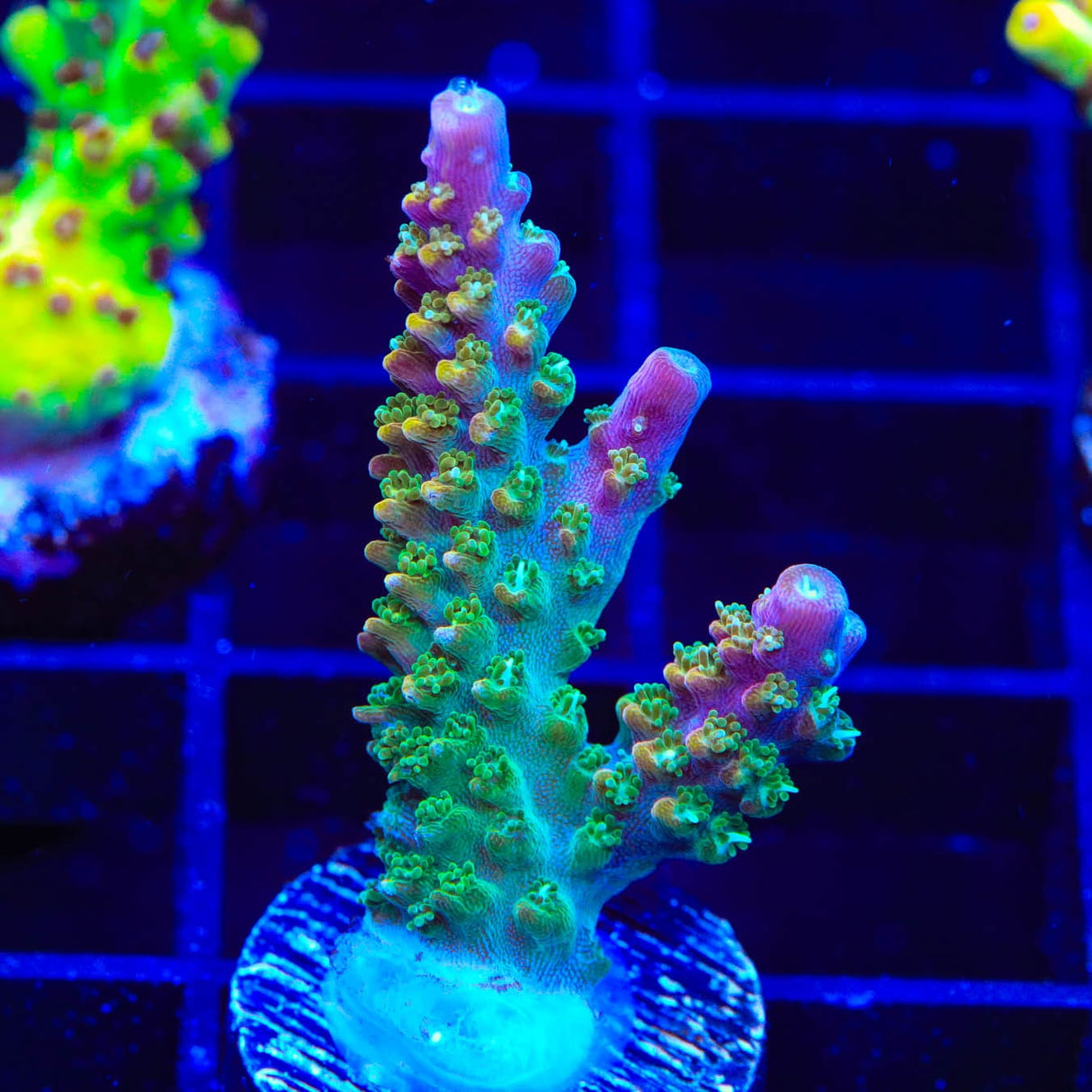 BC Bubblebath Unicorn Acropora Coral