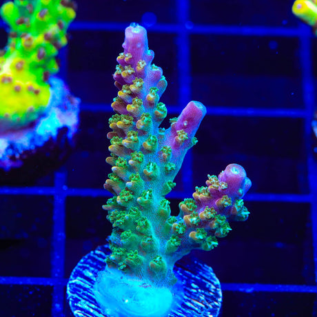 BC Bubblebath Unicorn Acropora Coral