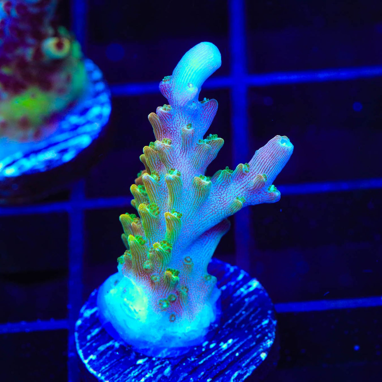 BC Bubblebath Unicorn Acropora Coral