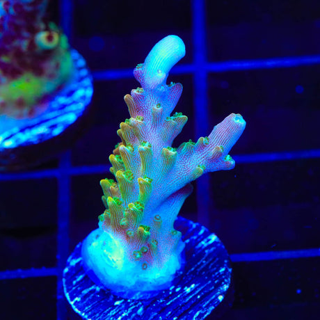 BC Bubblebath Unicorn Acropora Coral