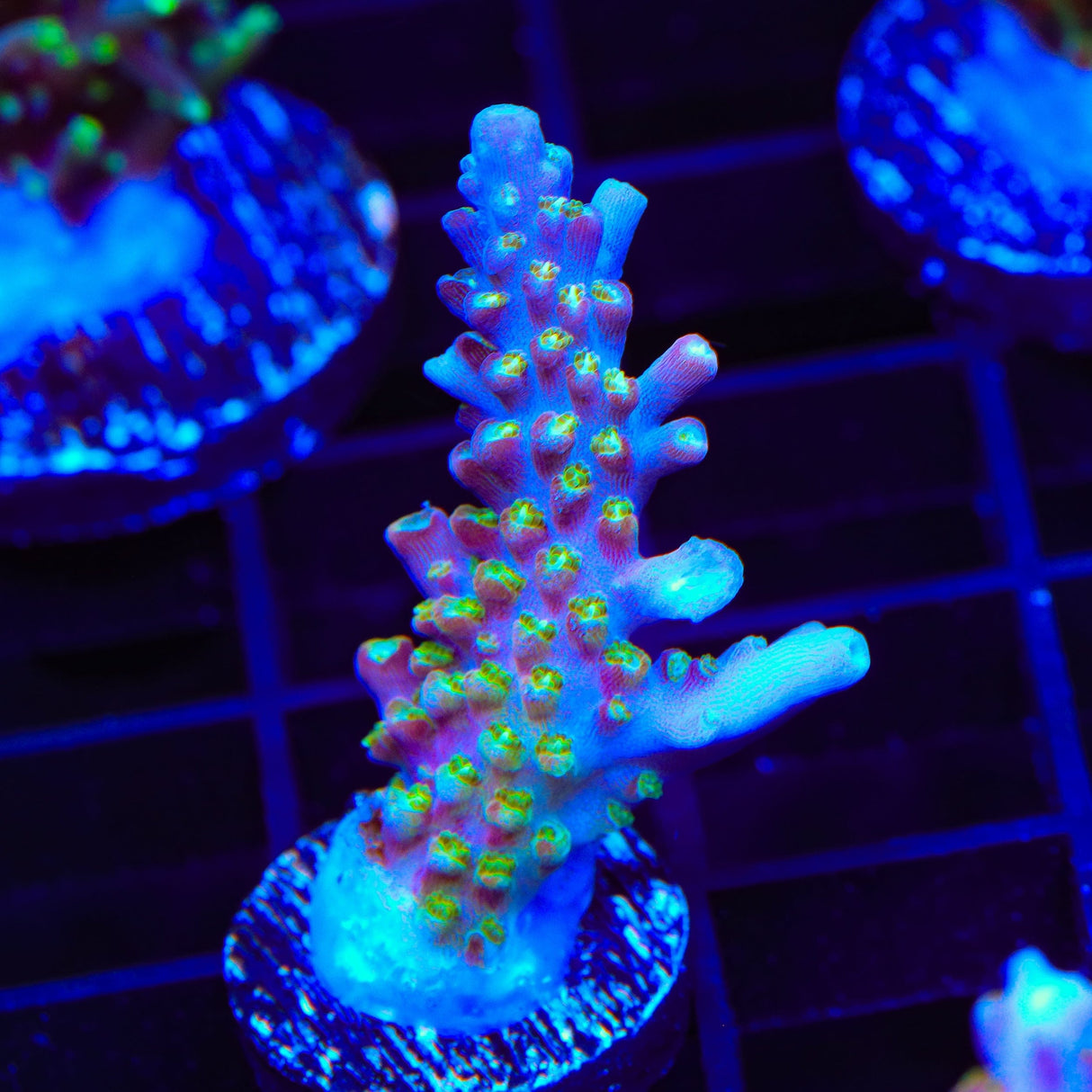BC Bubblebath Unicorn Acropora Coral