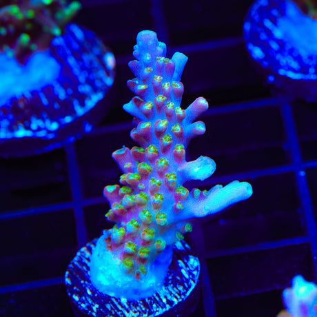 BC Bubblebath Unicorn Acropora Coral