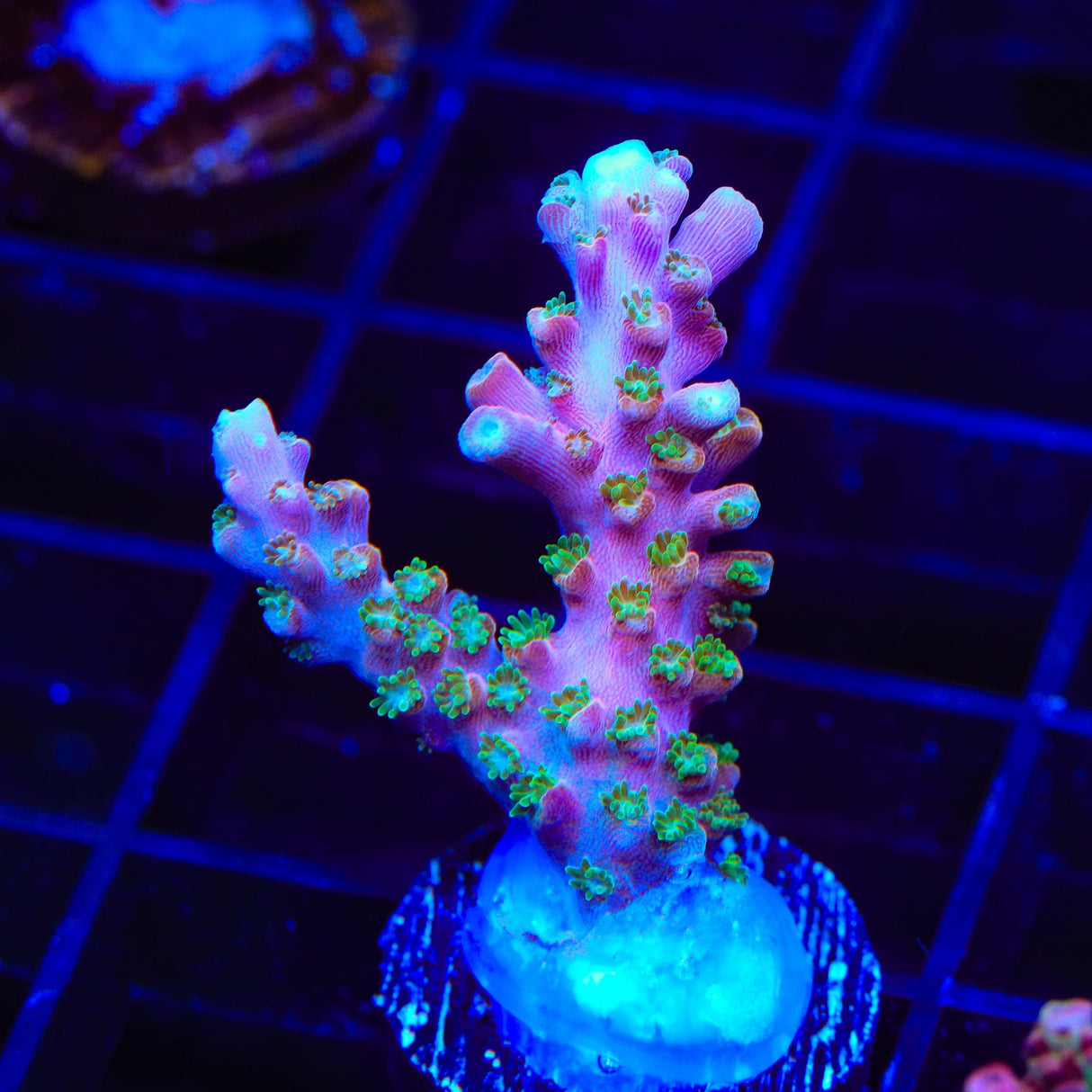 BC Bubblebath Unicorn Acropora Coral