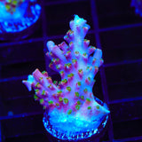 BC Bubblebath Unicorn Acropora Coral