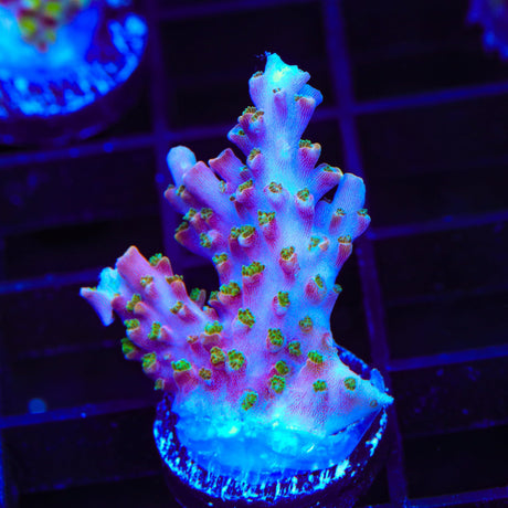 BC Bubblebath Unicorn Acropora Coral