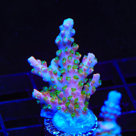 BC Bubblebath Unicorn Acropora Coral