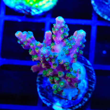 BC Bubblebath Unicorn Acropora Coral